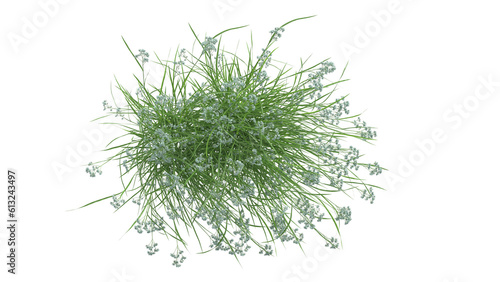 dill isolated