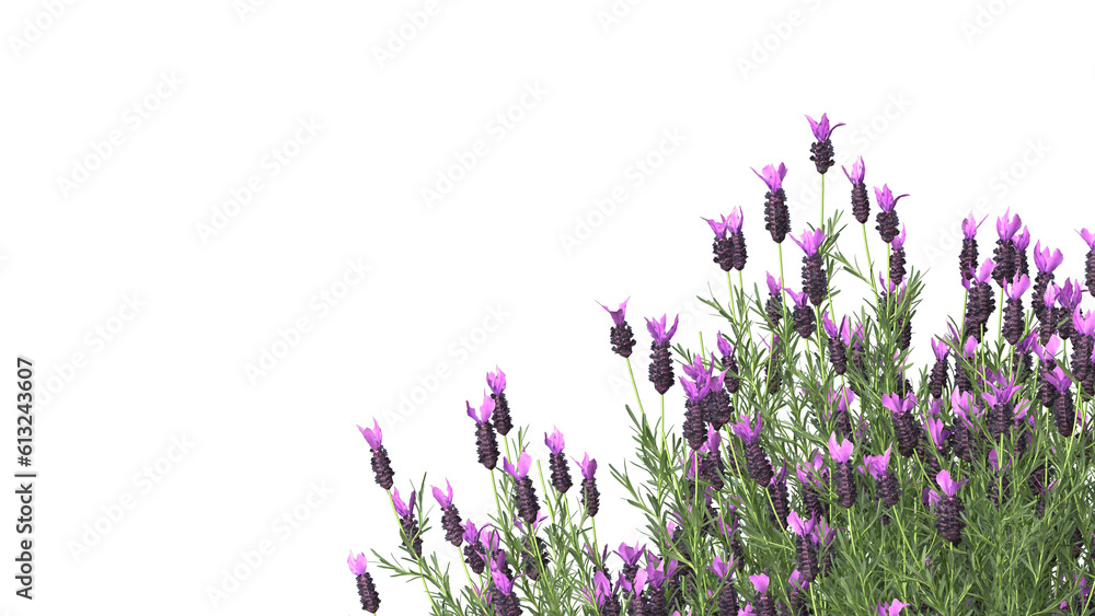 Naklejka premium Various types of flowers grass bushes shrub and small plants isolated 