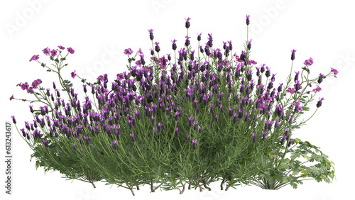 Various types of flowers grass bushes shrub and small plants isolated	
