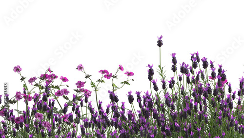 Various types of flowers grass bushes shrub and small plants isolated  