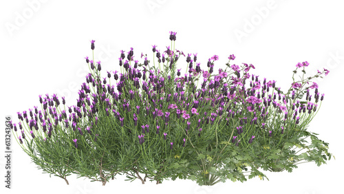 Various types of flowers grass bushes shrub and small plants isolated	
