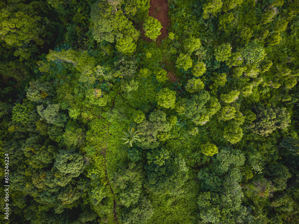Fototapeta premium Tehoru Forest in Seram Island, Central Maluku