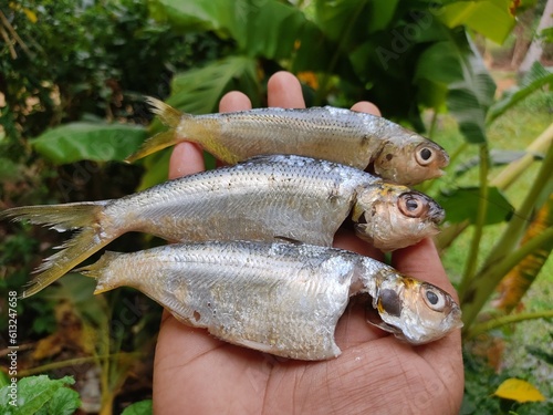 fresh degutted and processed sardine fish in nice green background HD