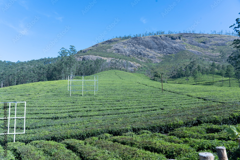 Tea Wonderland breathtaking Views of the Enchanting Tea Estate