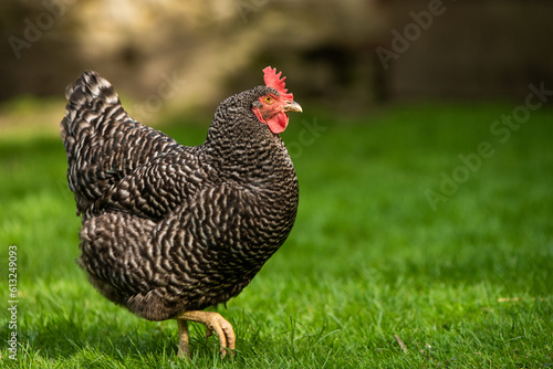 Hühner Huhn im Garten