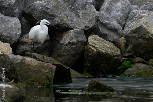 Little egret // Seidenreiher (Egretta garzetta) - Axios Delta, Greece photo