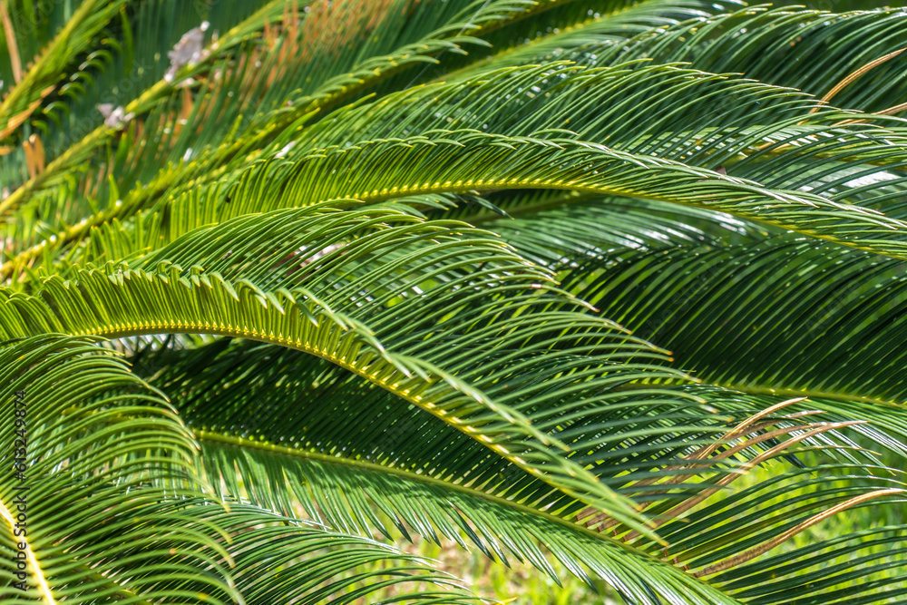 Detail with selective focus of large tropical foliage in a garden in Brazil Detail with selective focus of large tropical foliage in a garden in Brazil