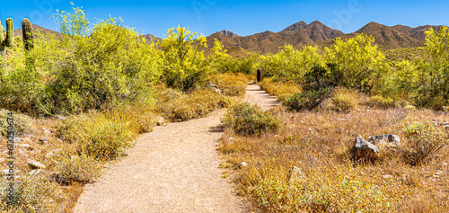 A hiking trail in the Sonoran Desert of Arizona