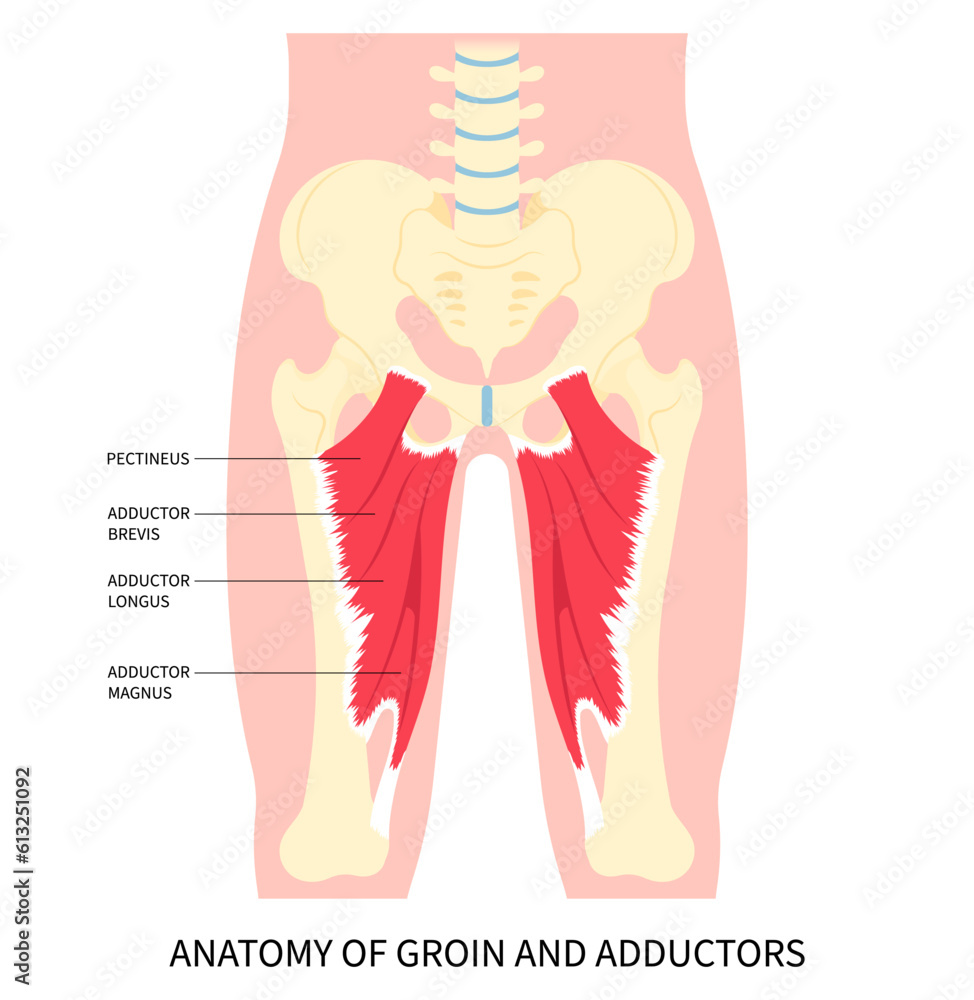 Groin strain thigh pain injury muscle or hip lumbar in plexus flexion