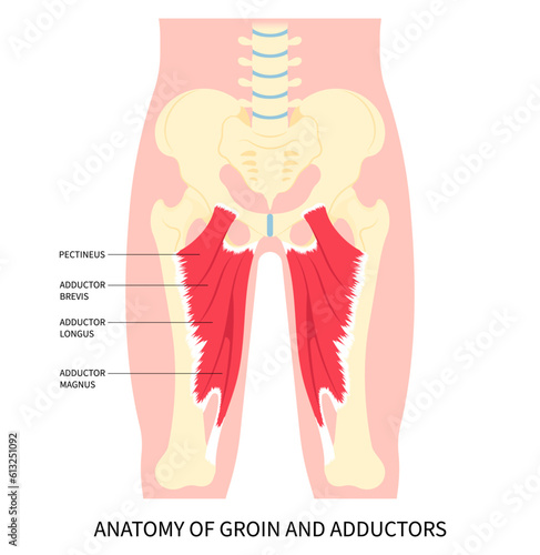 Groin strain thigh pain injury muscle or hip lumbar in plexus flexion rotation back and Obturator nerve externus lower the first aid of RICE Rest Ice stress with bursitis fracture
