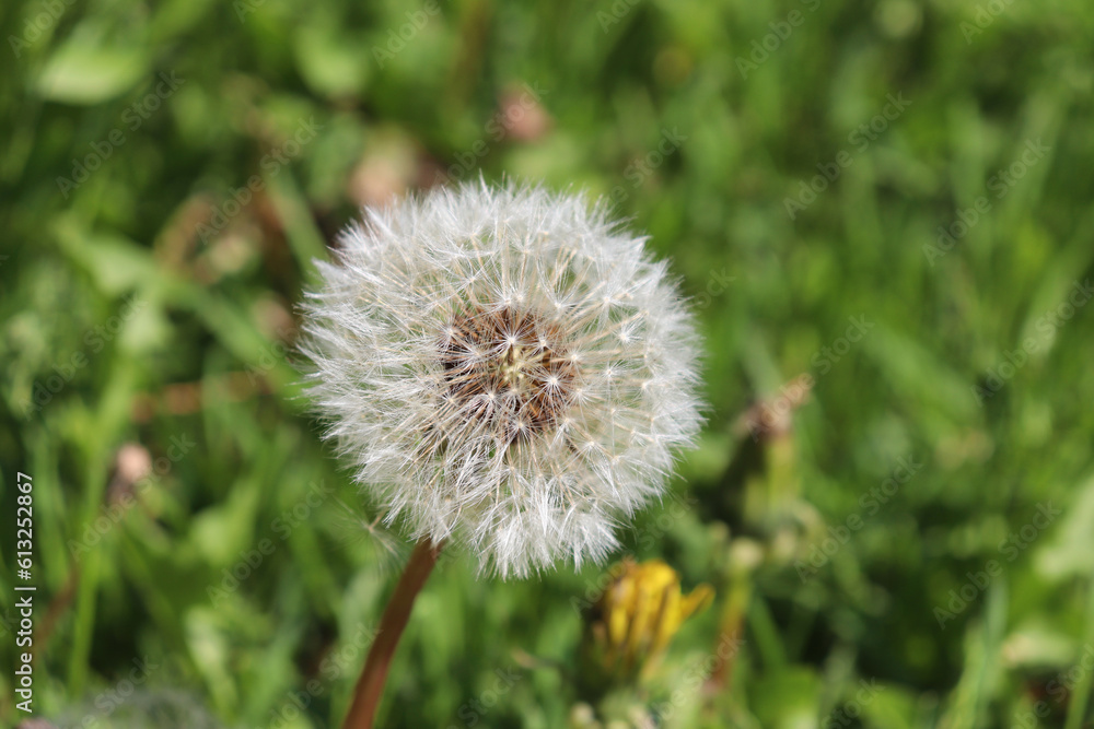 mature dandelion with seeds in a meadow in the grass on a sunny summer day. macro photo mature dandelion with seeds in a meadow in the grass on a sunny summer day. macro photo