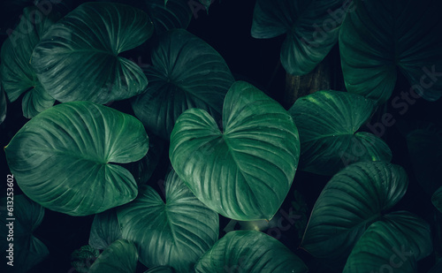 Close up group of background tropical green leaves texture and abstract background. Tropical leaf nature concept. After the rain.