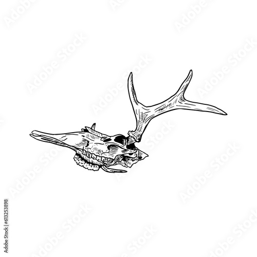 Moose skull. Vector illustration. Isolated object on a white background. Hand-drawn style.