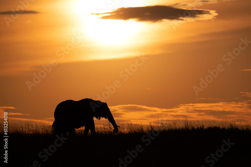 Silhouette of African elephant with calf during sunset, Masai Mara, Kenya