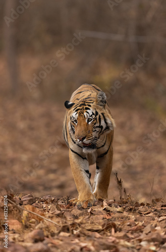 Closeup of a tiger emerging from jungle, Tadoba Andhari Tiger Reserve, India