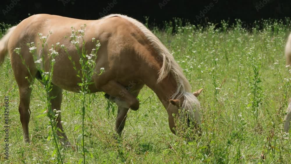 Brown horse and foal grazing in the green meadow on a sunny day. Horses of the Halfinger used for agricultural work Brown horse and foal grazing in the green meadow on a sunny day. Horses of the Halfinger used for agricultural work