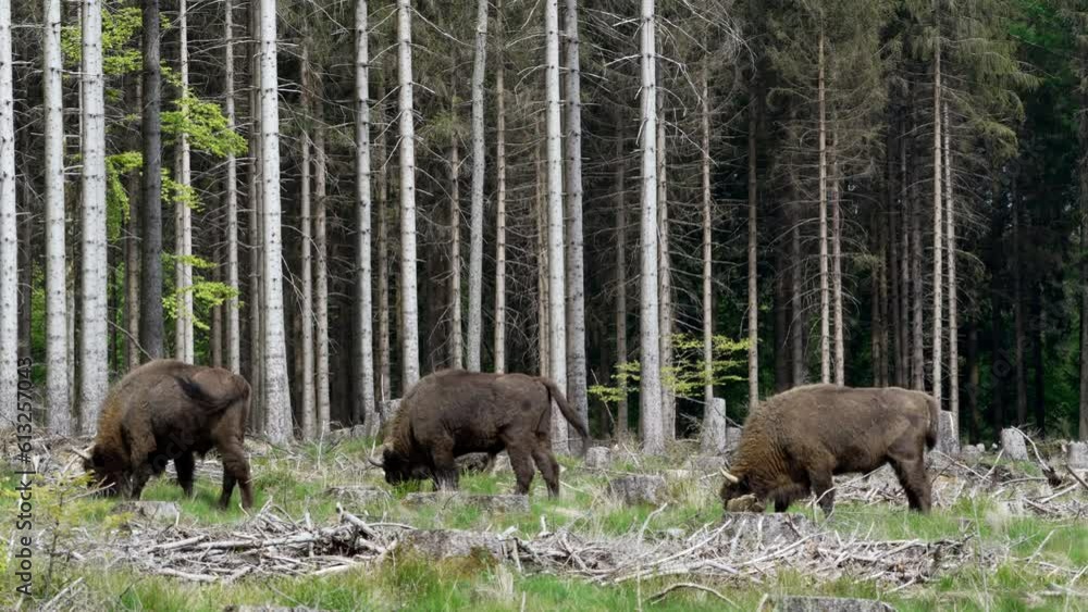 slow motion of wild living European wood Bison, also Wisent or Bison Bonasus, is a large land mammal and was almost extinct in Europe, but now reintroduced to the Roothaarsteig mountains in Sauerland slow motion of wild living European wood Bison, also Wisent or Bison Bonasus, is a large land mammal and was almost extinct in Europe, but now reintroduced to the Roothaarsteig mountains in Sauerland