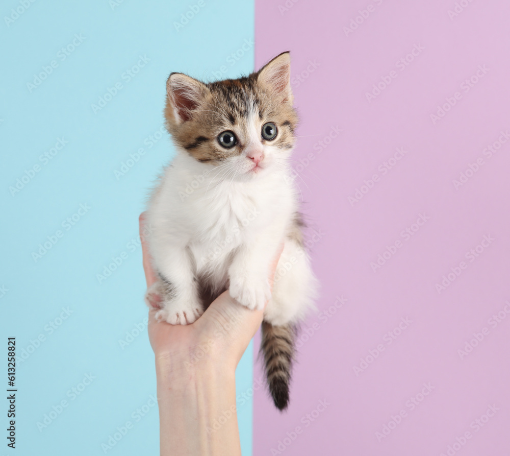 Obraz premium Female hand holding cute kitten on pink blue pastel background