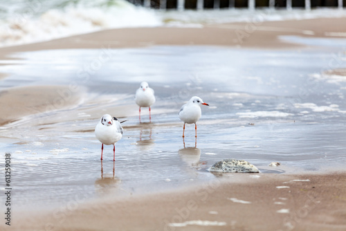 Fototapeta Naklejka Na Ścianę i Meble -  Seagull in the natural environment on the Baltic Sea.