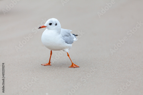 Fototapeta Naklejka Na Ścianę i Meble -  Seagull in the natural environment on the Baltic Sea.