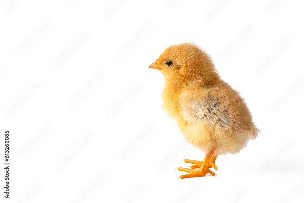 Little chicken chick isolated on white - chick