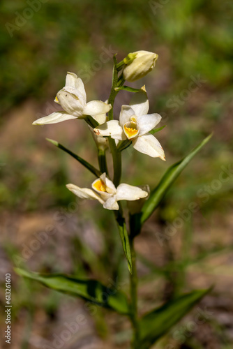 Fototapeta Naklejka Na Ścianę i Meble -  Wild orchid, Scientific name; Cephalanthera damasonium