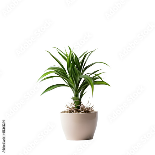 Houseplant in a pot isolated on white background with clipping path.