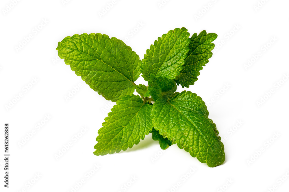 Fresh melissa officinalis isolated on white background. Fresh melissa officinalis isolated on white background.