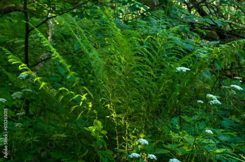 fern in the forest