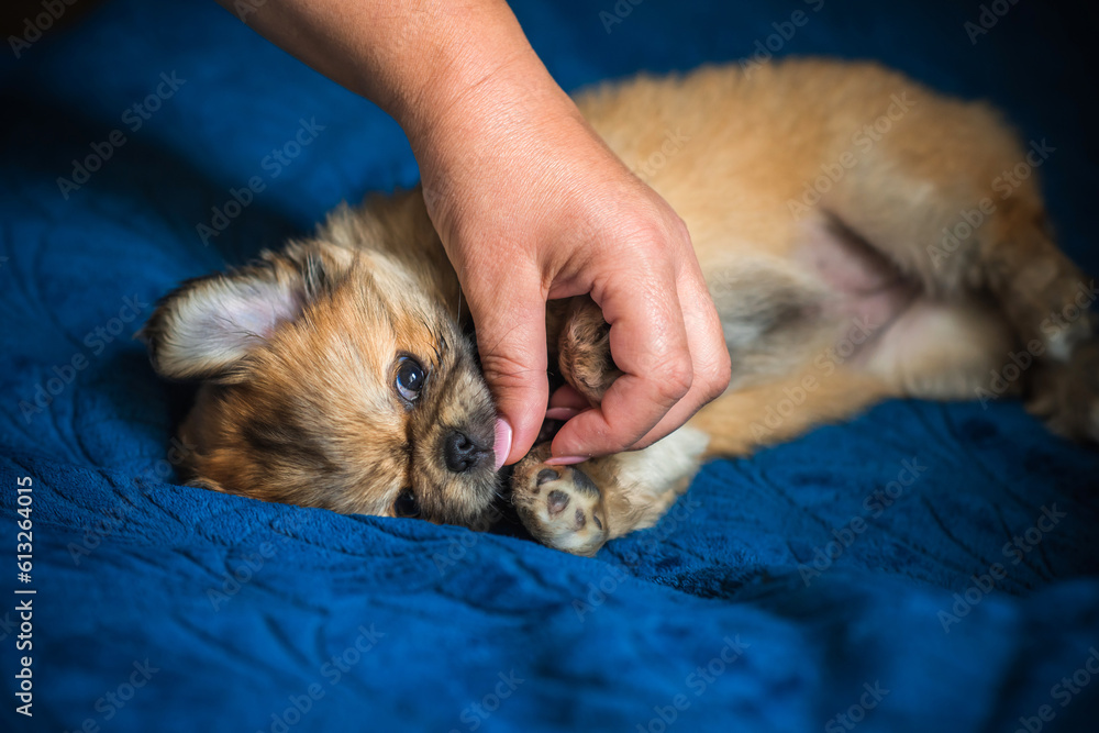  Cute and funny tiny Pekingese dog. Best human friend. Pretty golden puppy dog at home