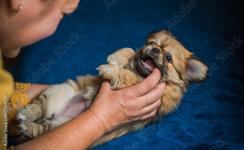  Cute and funny tiny Pekingese dog. Best human friend. Pretty golden puppy dog at home