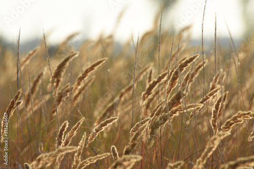 Wild herbs on summer meadow. Foxtail in grasslands in evening countryside. Floral wallpaper, atmospheric image