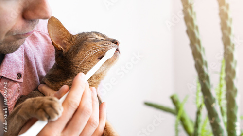 Obraz na płótnie Toothbrush for animals