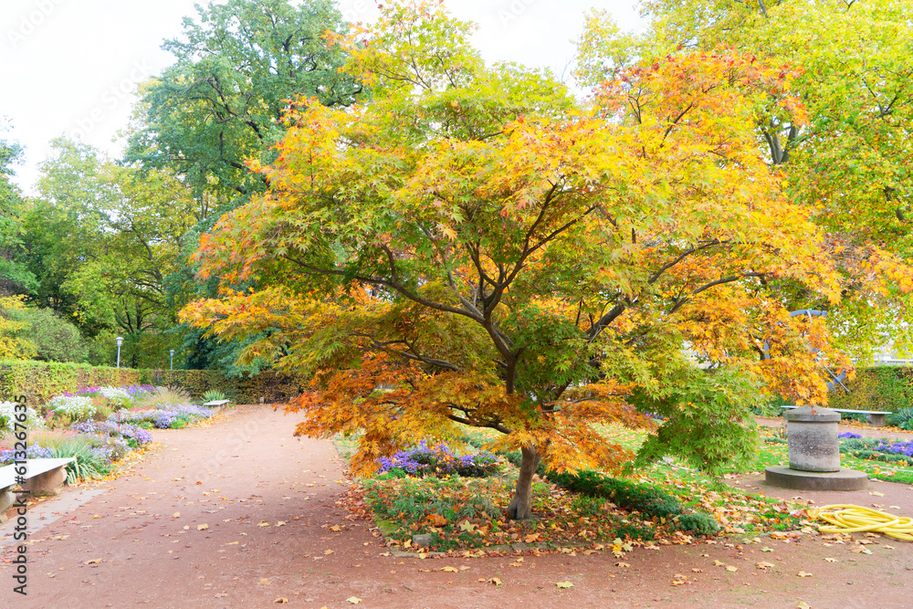 Naklejka premium beautiful fall park with golden leaves