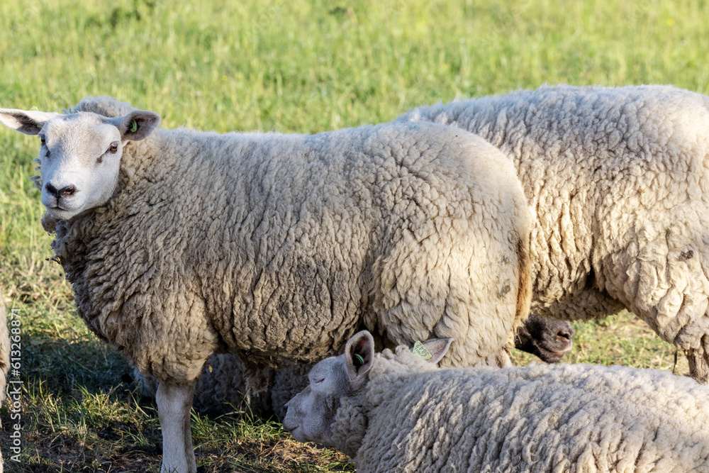 Sheep resting on a green meadow in Belgium. Sheep resting on a green meadow in Belgium.