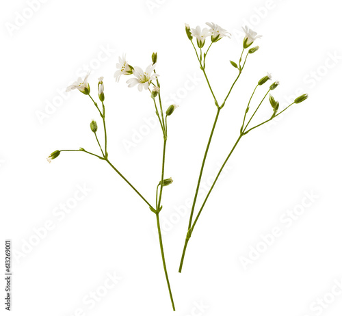 Fototapeta Naklejka Na Ścianę i Meble -  Small and white wild flowers isolated on a white background.