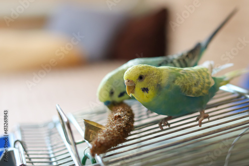 funny parrot.pet parrot.cute budgerigar.ornithology.love and care for animals.cage birds.funny birds.little bird.smart talking parrot.beautiful pet portrait.two parrots.parrot training and feeding.