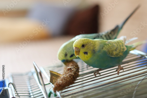 Canvas Print funny parrot