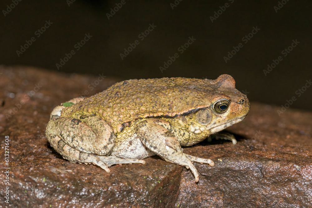 African red toad, or African split-skin toad (Schismaderma carens) African red toad, or African split-skin toad (Schismaderma carens)
