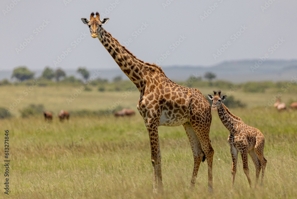 Obraz premium Giraffe with Young