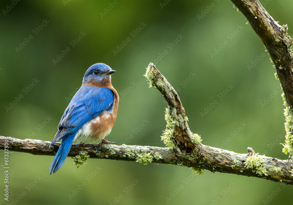 Eastern Bluebird, Sialia sialis bermudensis