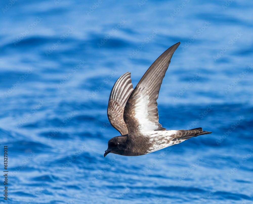 New Zealand Storm Petrel, Fregetta maoriana