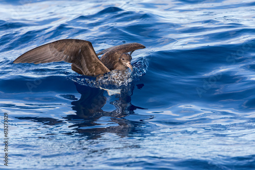 Flesh-footed Shearwater, Ardenna carneipes photo