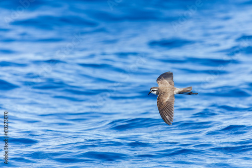 Latham's Storm Petrel, Pelagodroma (marina) maoriana photo