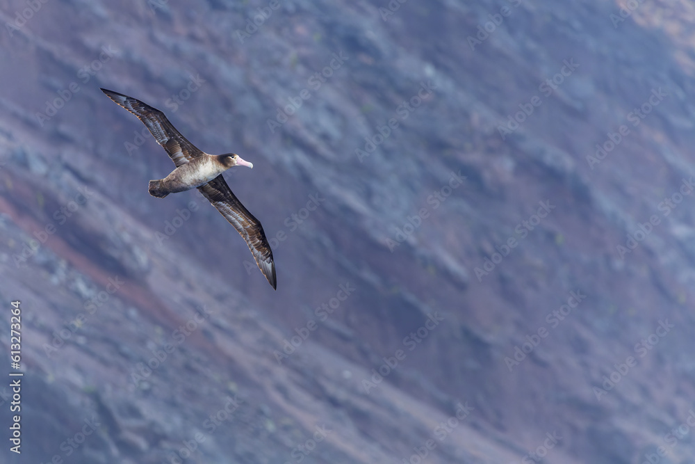 Fototapeta premium Short-tailed Albatross, Phoebastria albatrus