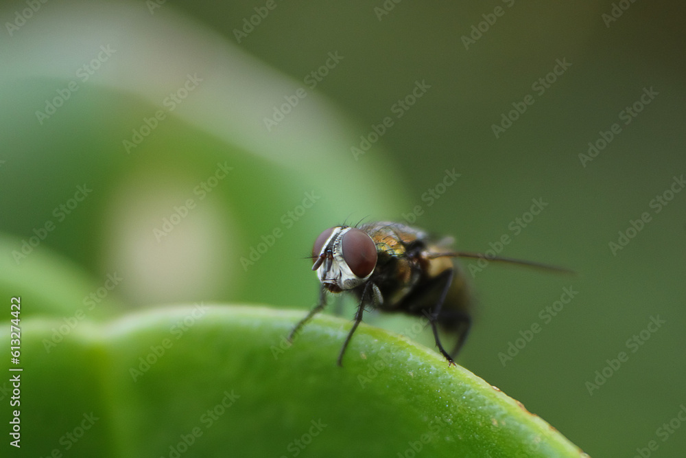 Fototapeta premium Fly in green