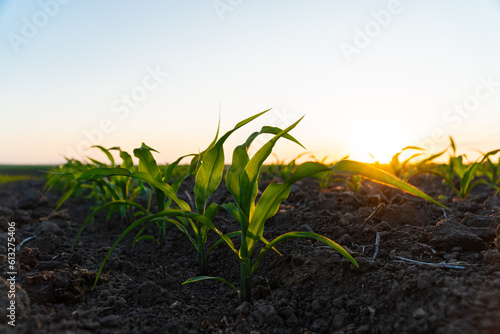 Young Corn Plants. Cornfield with sunset sun. Corn maize field in early stage. Agricultural crops in the open field