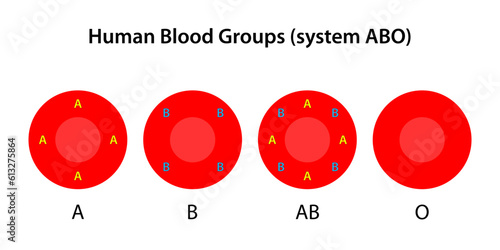 Human blood groups, ABO system