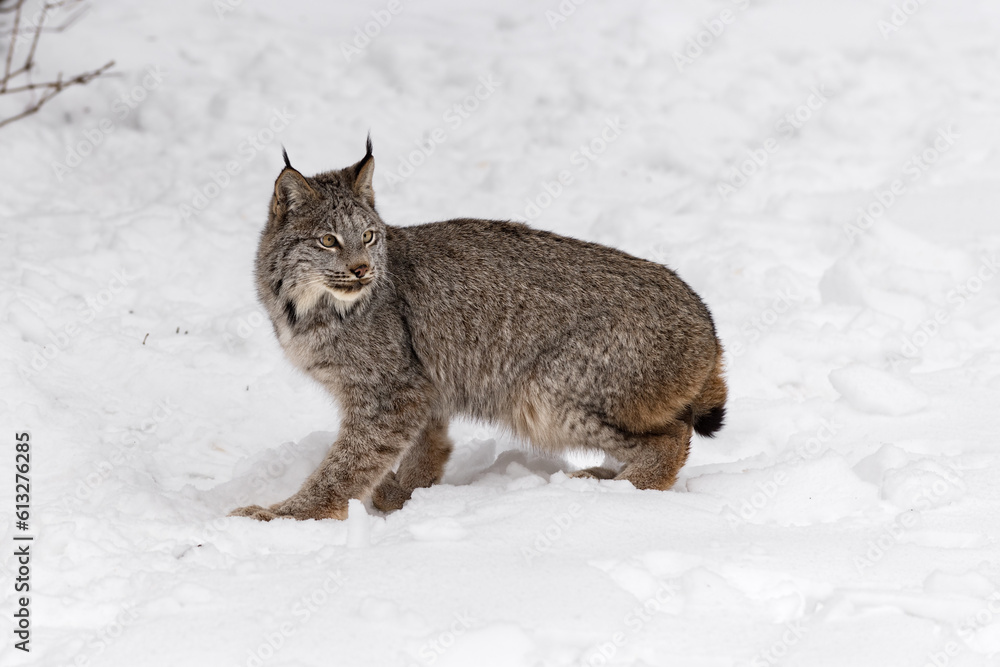 Canadian Lynx (Lynx canadensis) Turns Back to Look Right Winter