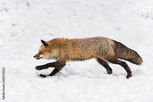 Red Fox (Vulpes vulpes) Runs Left Front Paw Up Winter © geoffkuchera